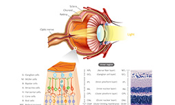 Vision and Retina
